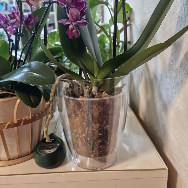 5 Stück Klare Orchideentöpfe 16 Cm Mit Drainagelöchern – Für Sukkulenten & Zimmerpflanzen