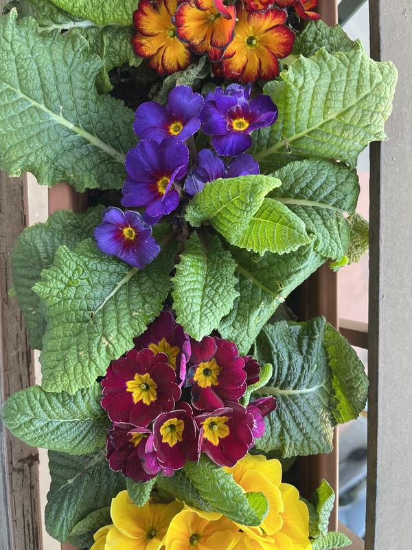 Blumen