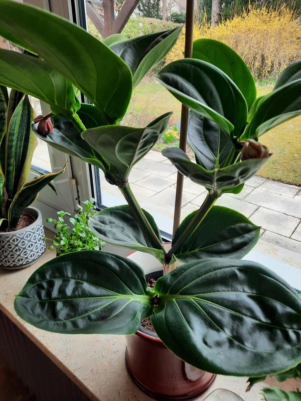 Medinilla mit nur 2 Knospen