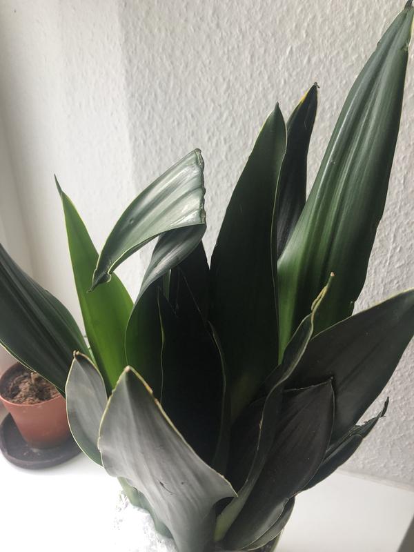 Piardino Bogenhanf (Sansevieria trifasciata, Topfgre: 17 cm, Blattfarbe:  Gelb-Grn) | BAUHAUS