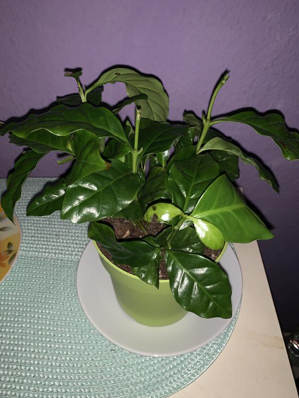 kirschlorbeer ursprung Kirschlorbeer als Spalierbaum 'Novita'