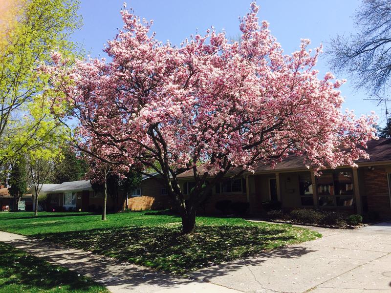 2 years after first annual treatment of Bayer Advanced Tree & Shrub, our Magnolia is blooming beautifully with no apids in sight.