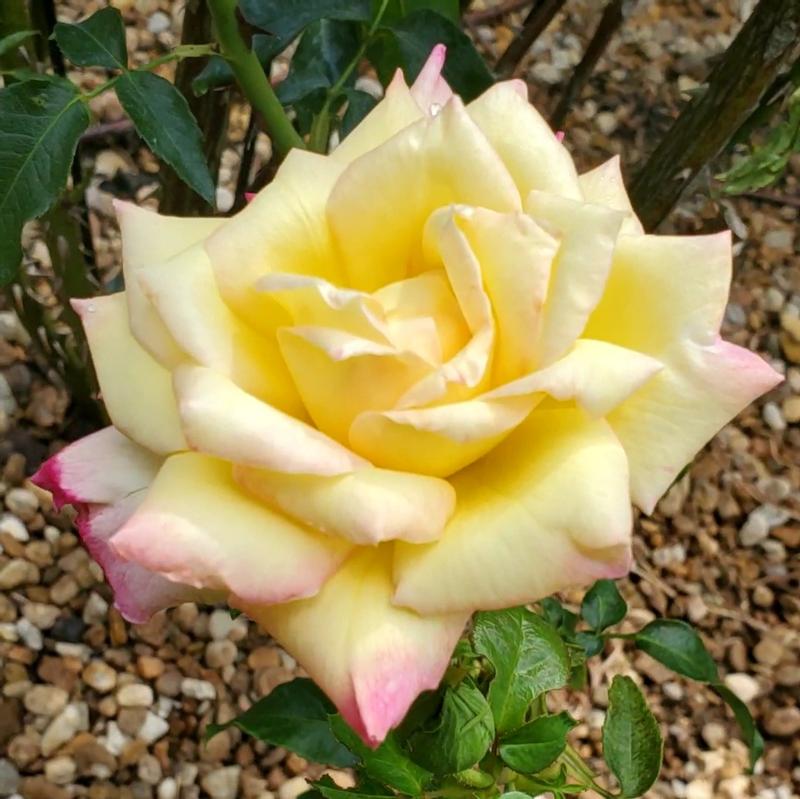 BioAdvanced - 2-In-1 Systemic Rose &Flower Care II* 5 lb. Granules after