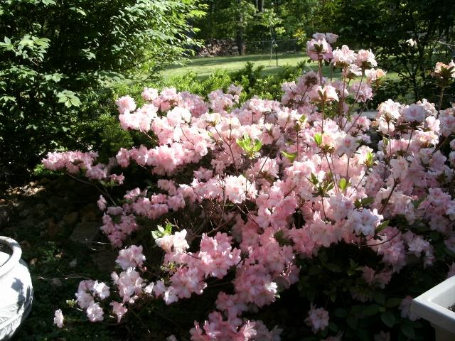 Azalea Bush