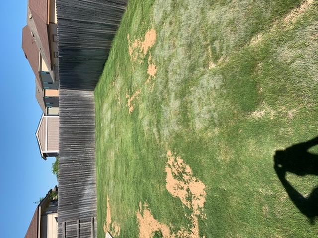 Before the treatment back yard