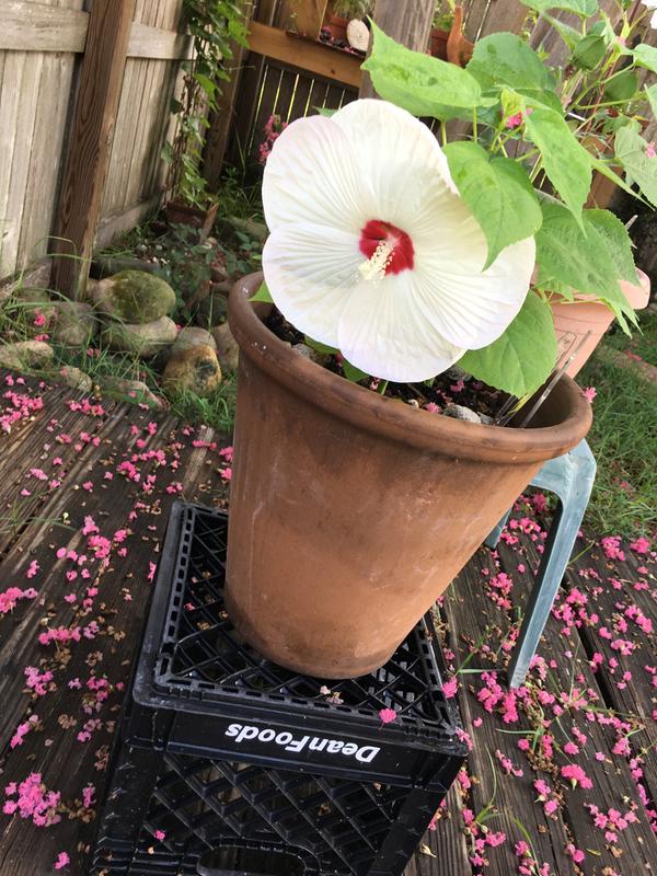 What do you think about this