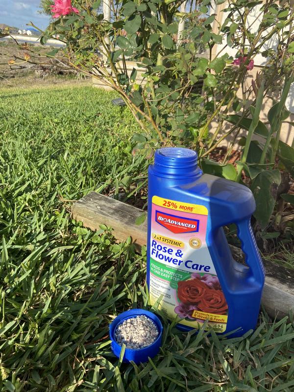 Rose Care and my young Rose Bush