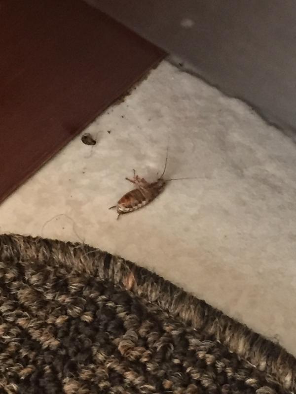 2 dead roaches