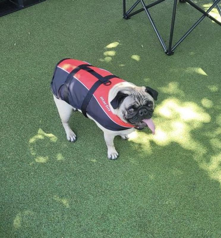 Marlin Australia PFD Dog Floatation Vest Life Jacket BCF