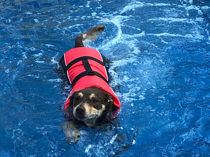 dog life jacket bcf