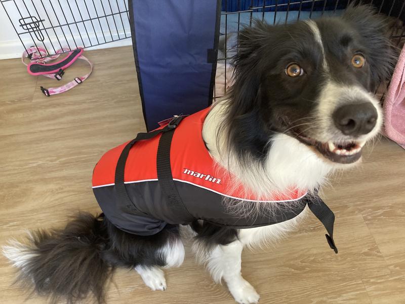 Marlin dog life store jacket