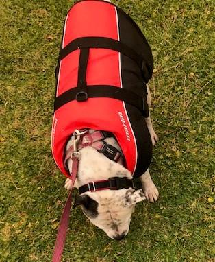 dog life jacket bcf