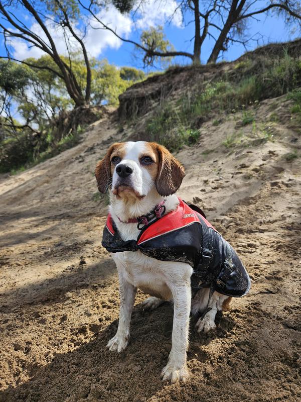 Beagle Life Vest Marlin Australia PFD Dog Floatation Vest Life