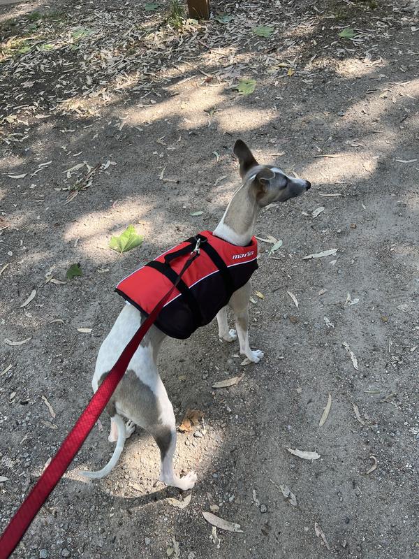 Fishing Life Dog Life Jacket Bass Pro Marlin Australia PFD Dog