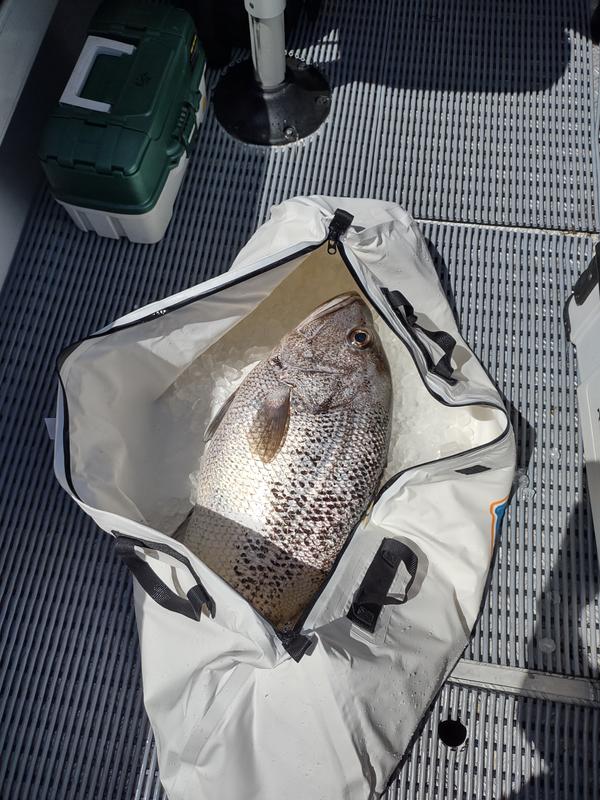 BCF Insulated Fish Bag Medium