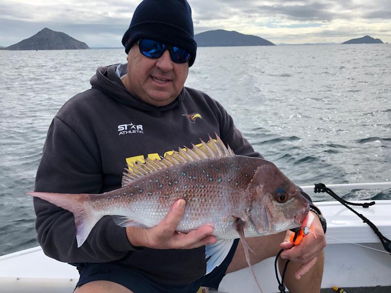 shimano raider snapper