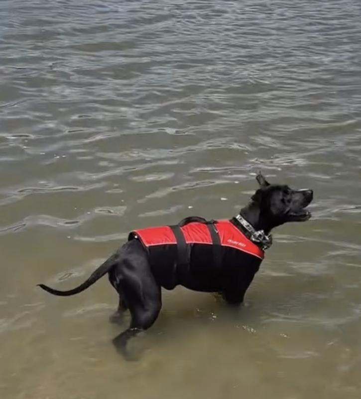 Staffy store life jacket