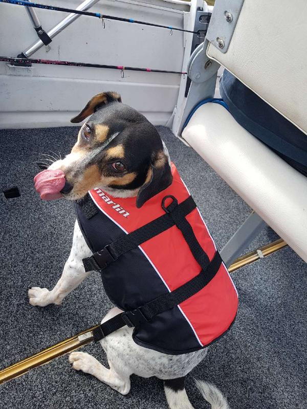 marlin dog life jacket