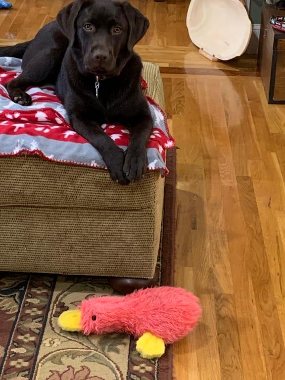 No dog hair-well, not on the floors