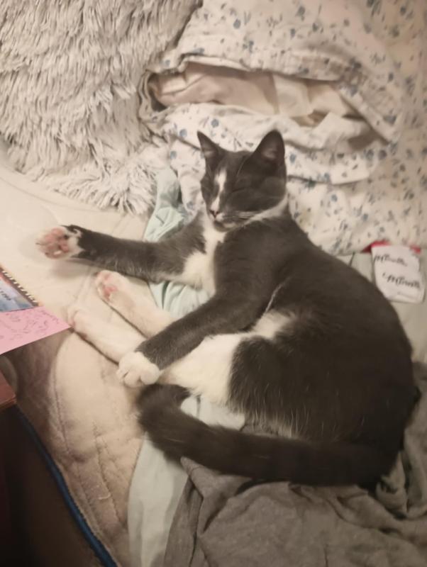 Tuxedo  kitty  😺  cat 1 years old. 6/10/25