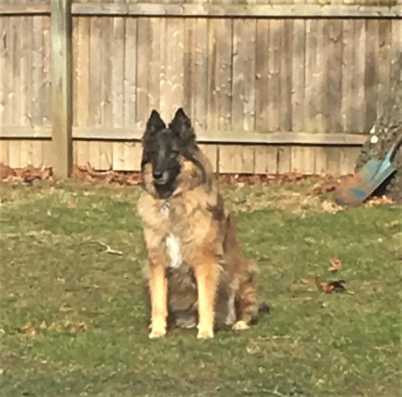 11.5 yrs old Still active & healthy on BB KS!