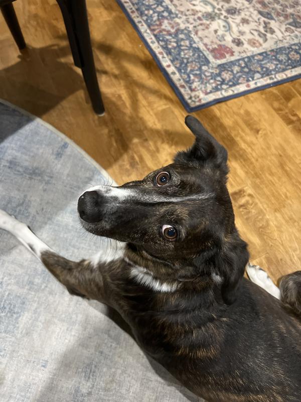 My sweet tripod Buzz