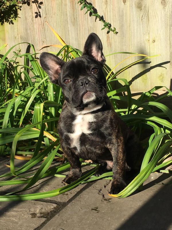 Puppy Perfect 24 pack 150g Butcher's Dog Food