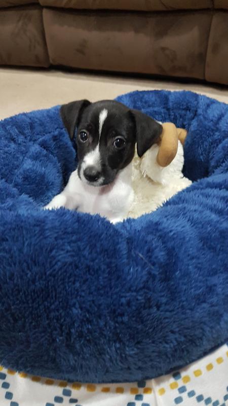 cat carrier bunnings