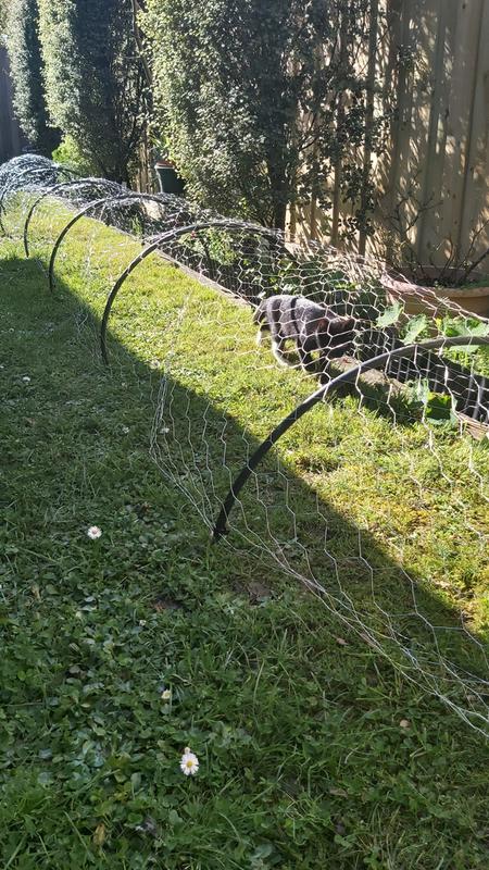 dog mesh fencing bunnings