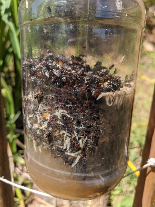 fly trap reviews