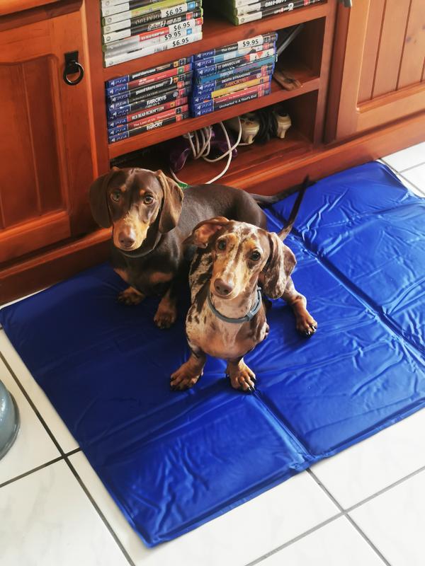 Cooling pet best sale mat bunnings