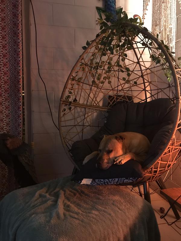 Half egg chair bunnings hot sale