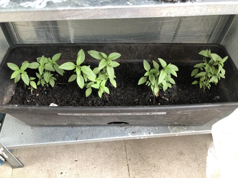 Punnet Thai Basil Ocium basilicum Grow Your Own Range