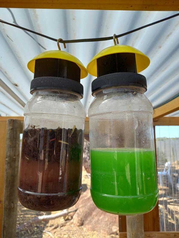 Fly store traps bunnings