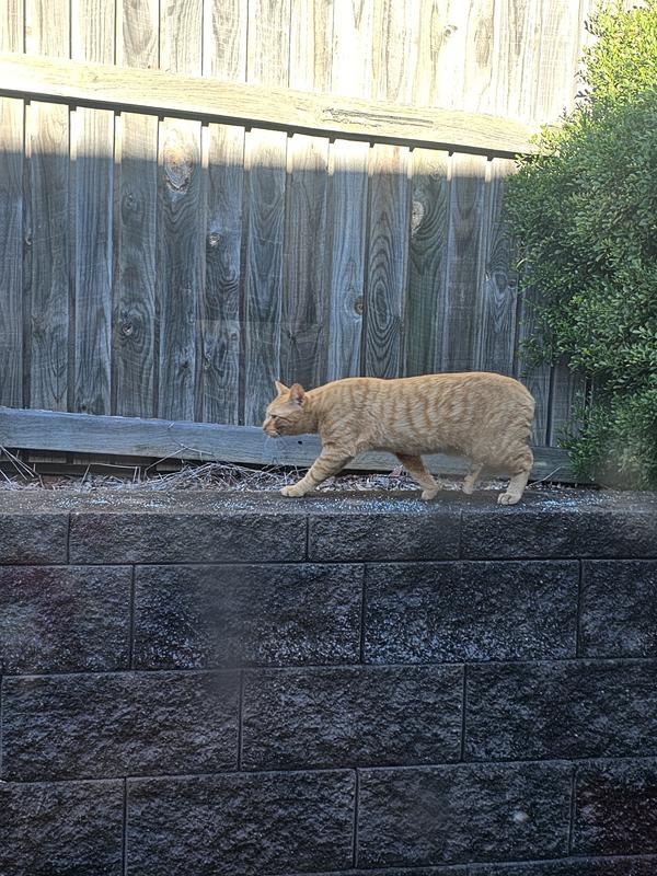 Dog digging 2025 deterrent bunnings