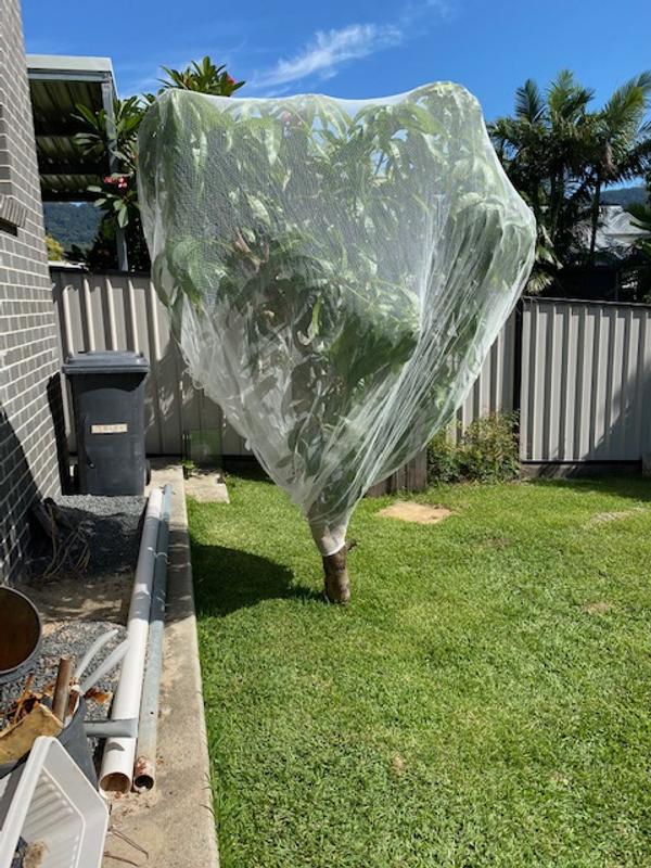 Cyclone 4 x 4m x 5mm Backyard Farmer Anti Bird Net - Bunnings Australia