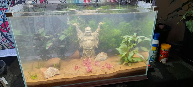 70 litre best sale fish tank