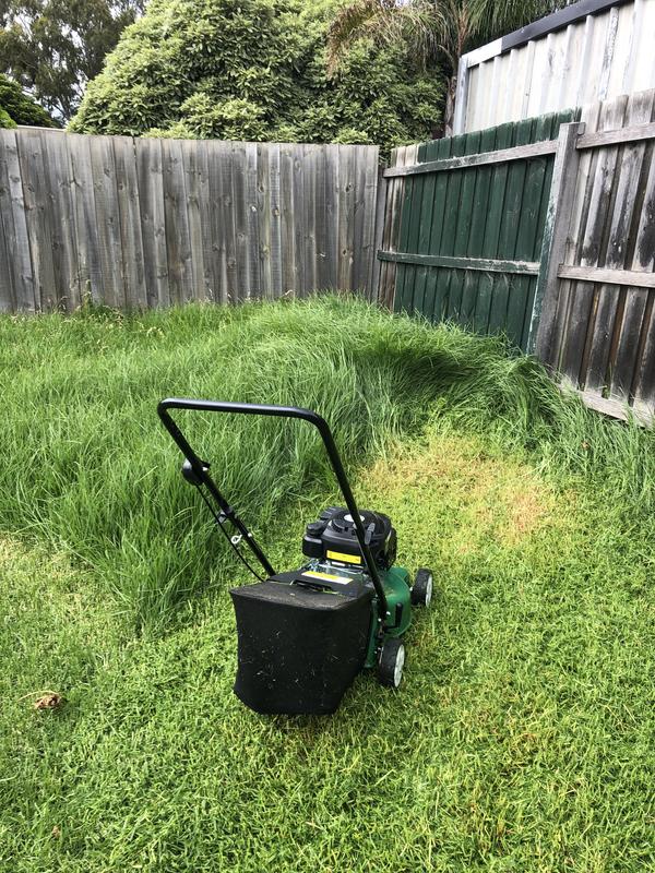 Cheetah lawn mower online bunnings