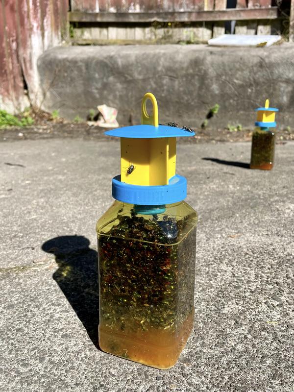 The Buzz Fly Catcher with Insect Attractant Bait Twin Pack