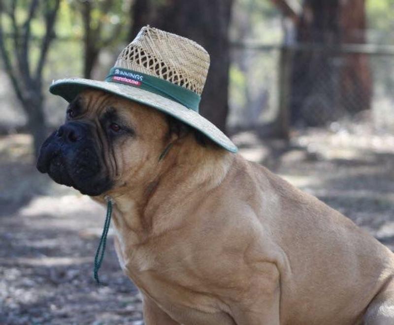 Bunnings Large Straw Hat - Bunnings Australia