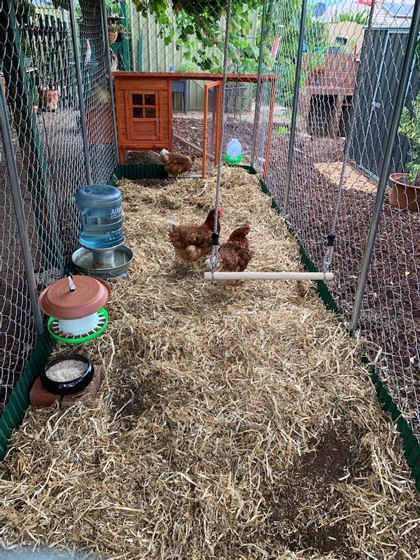 Bunnings dog run cage sales