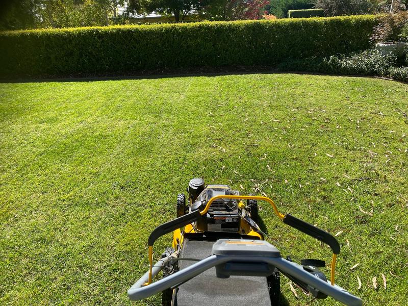 DeWALT 173CC 21 Self Propelled Petrol Lawn Mower Bunnings Australia