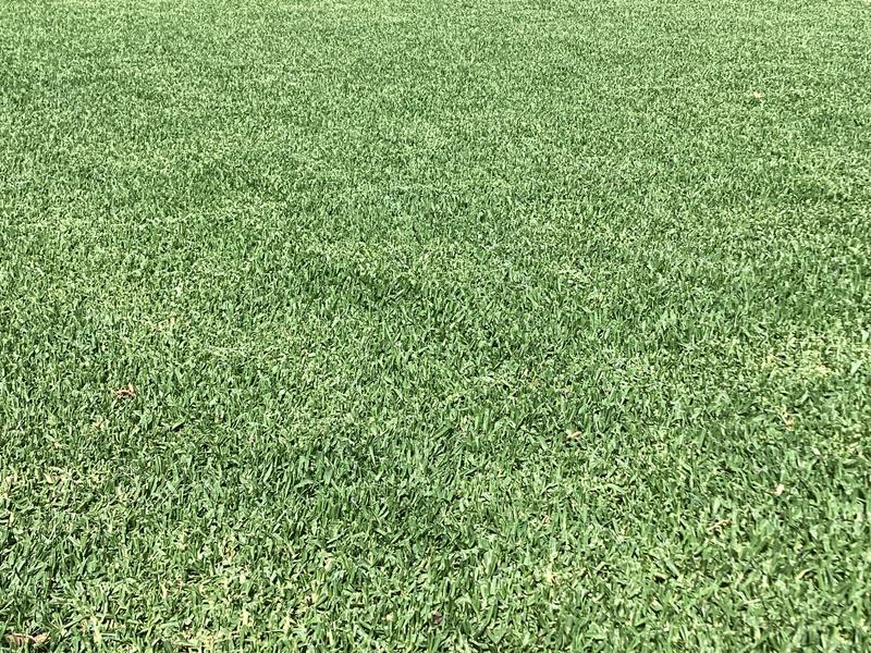 Masport 18 Cleveland Hand Lawn Mower Bunnings Australia