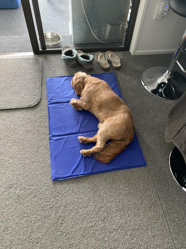 Bunnings dog shop cooling mats