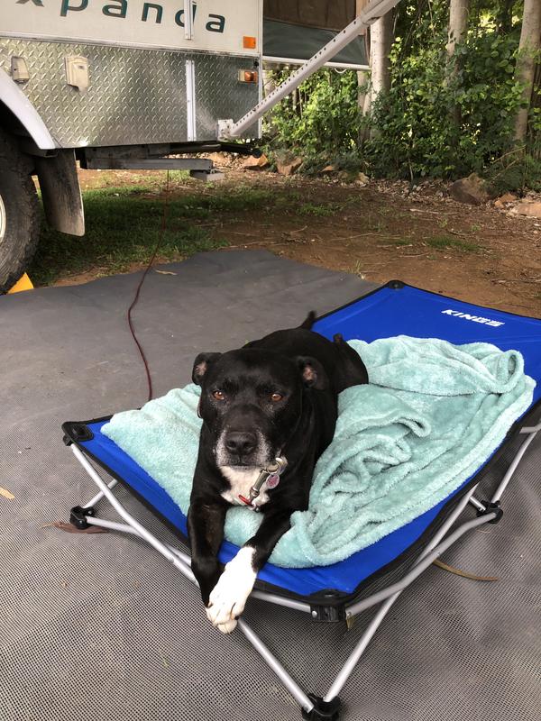 Dog tie store out cable bunnings