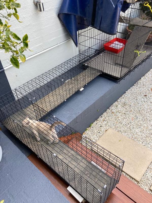 Diy cat enclosure bunnings hotsell