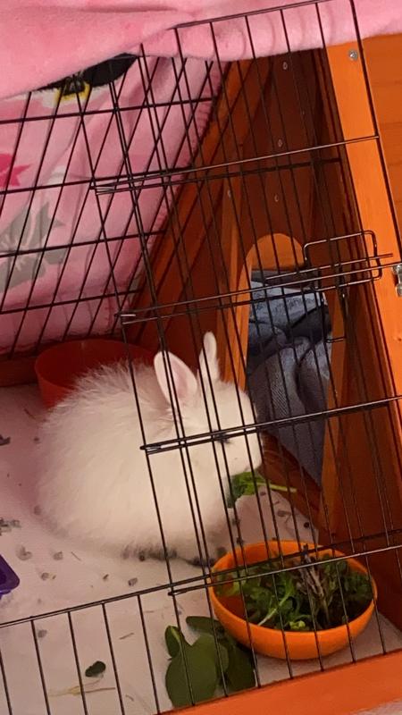 Guinea pig best sale hutch bunnings