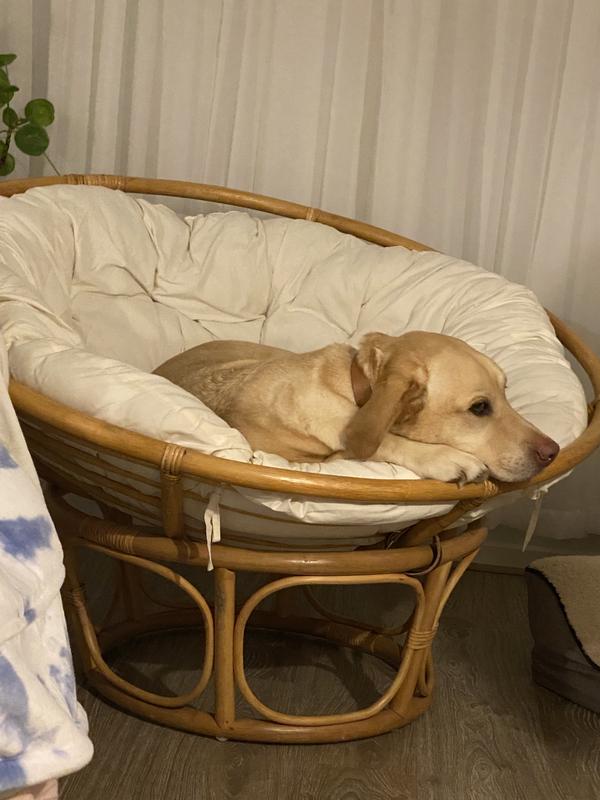 Papasan cheap chair bunnings