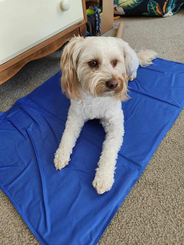 Pet cooling mat bunnings best sale