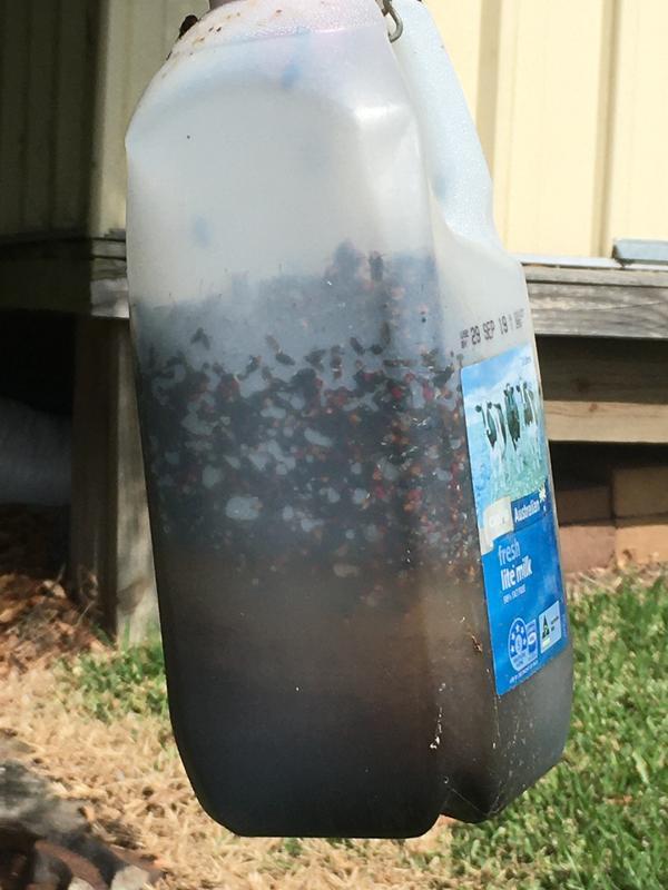 Homemade Fly Trap